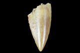 Serrated, Raptor Tooth - Real Dinosaur Tooth #90043-1